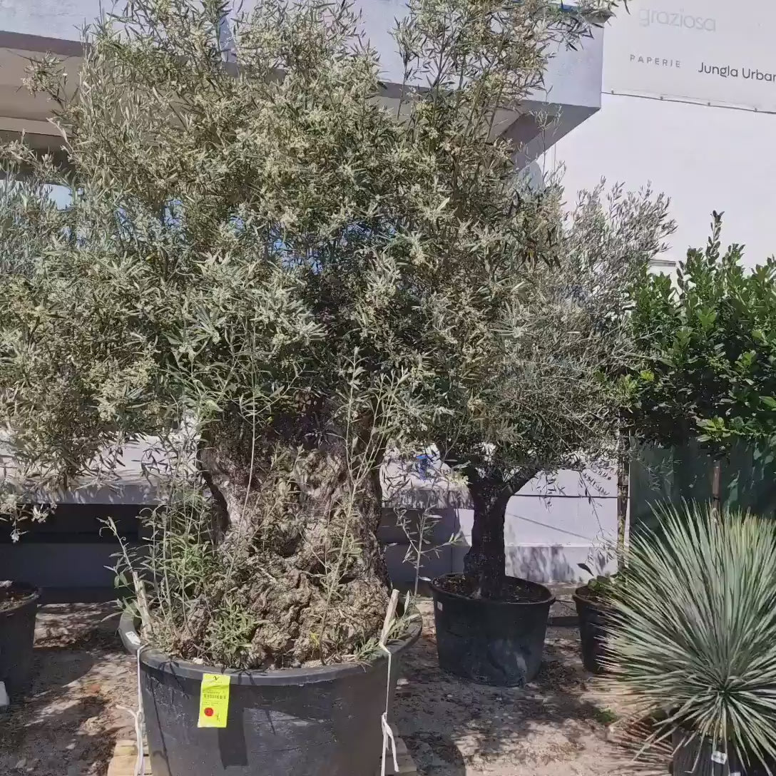 Maslin Batran Bonsai Arbequina Aclimatizat, 250 -300 cm, trunchi foarte gros noduros, maslin matur autentic de 300 de ani, vesnic verde, ornamental
