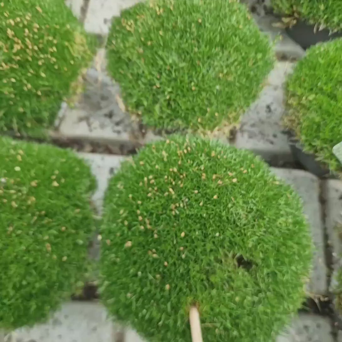 Muschi de Piatra Scotian Sagina Subulata Verde Frodo, taratoare, vesnic verde