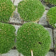 Muschi de Piatra Scotian Sagina Subulata Verde Frodo, taratoare, vesnic verde