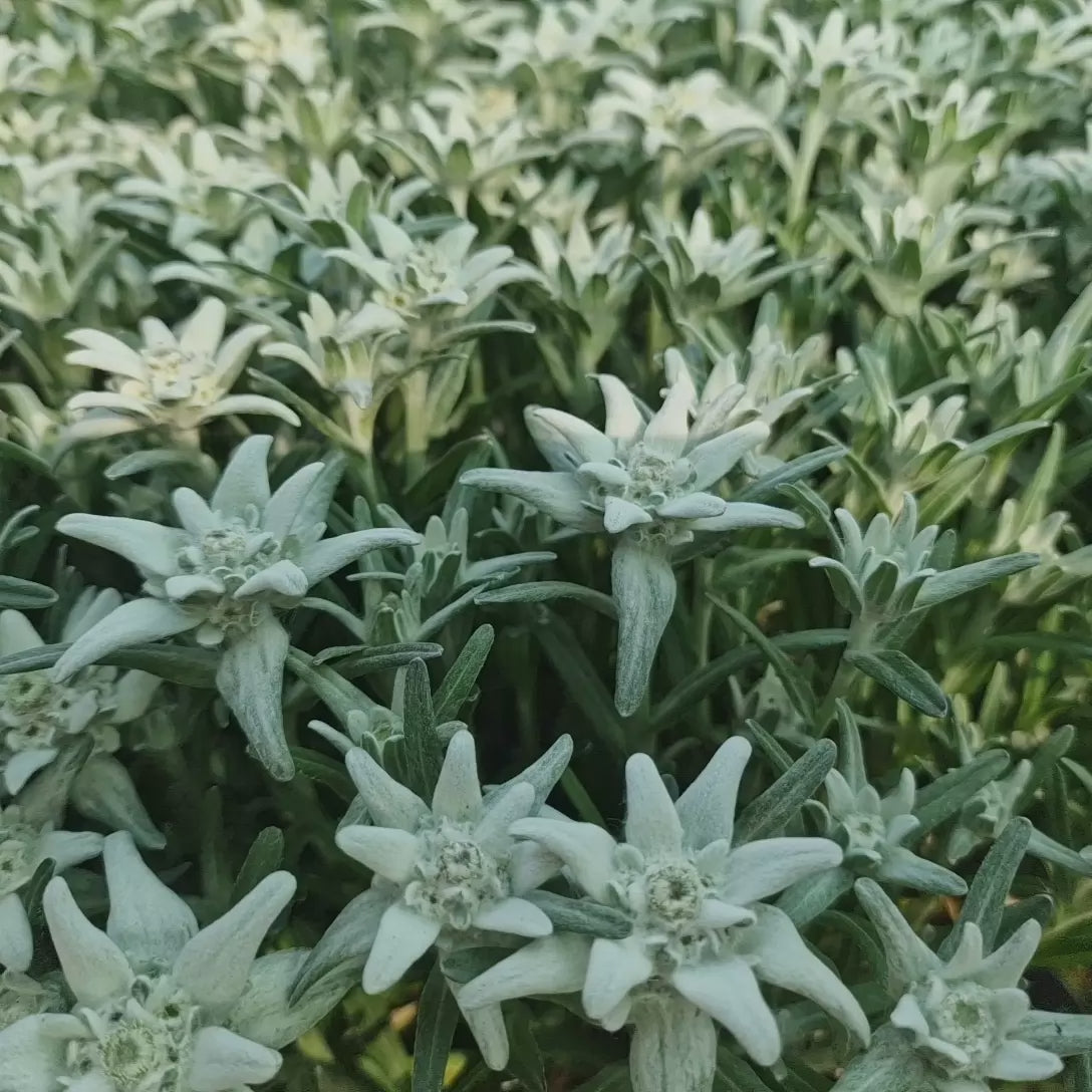 Floarea-de-colt (Leontopodium alpinum), cu flori albe, perena rezistenta decorativa pentru stanca