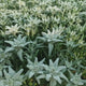Floarea-de-colt (Leontopodium alpinum), cu flori albe, perena rezistenta decorativa pentru stanca