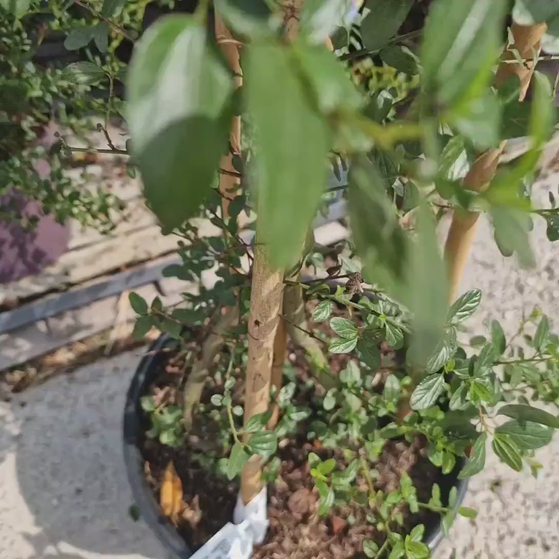 Liliac albastru californian (Ceanothus) Millerton Point, arbust vesnic verde, flori albastre, crestere rapida