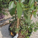Liliac albastru californian (Ceanothus) Millerton Point, arbust vesnic verde, flori albastre, crestere rapida