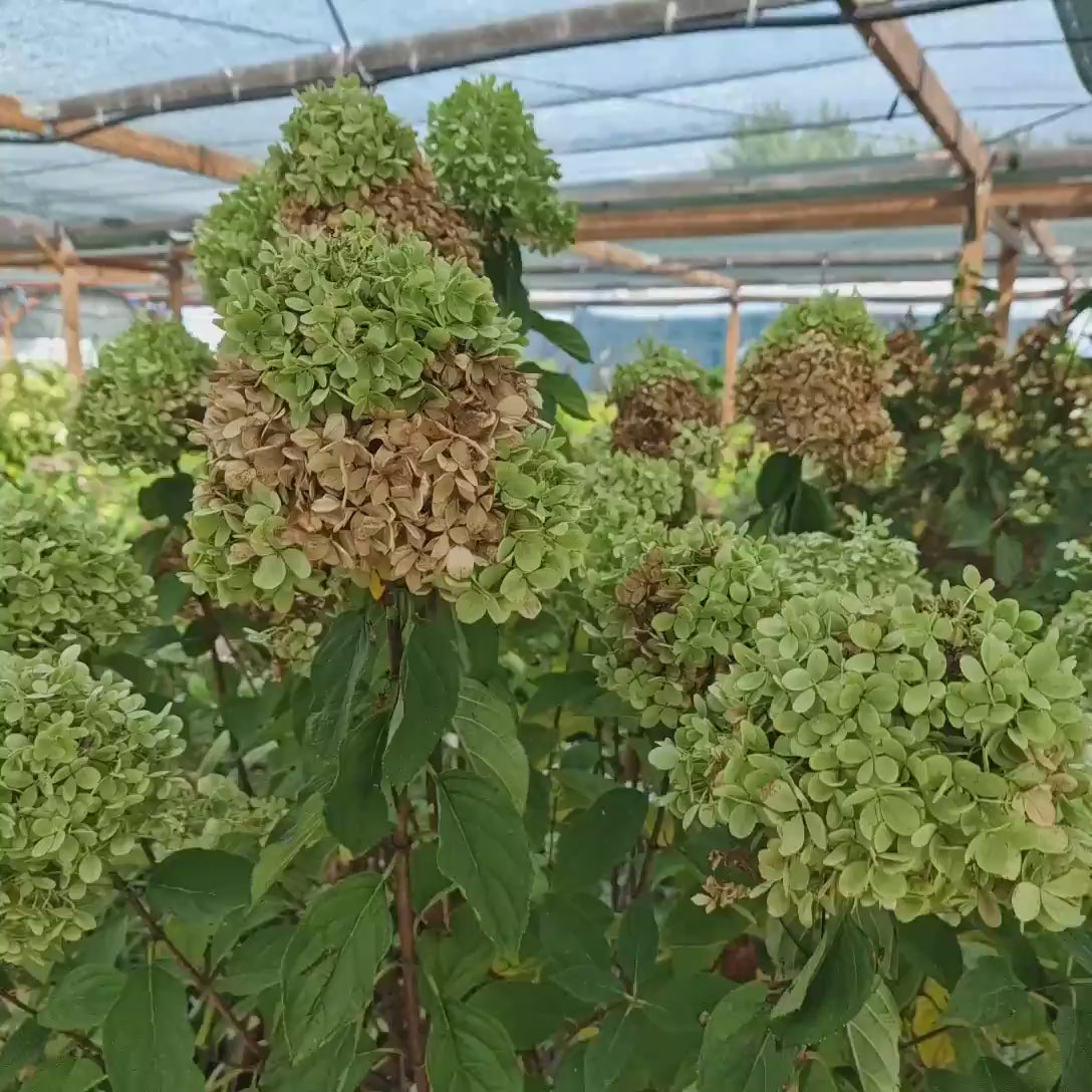 Hortensie paniculata Limelight – verde-alb – tip copac