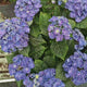 Hortensie de gradina macrophylla Curly Wurly, cu flori albastre-mov spectaculoase ondulate, inflorire lunga