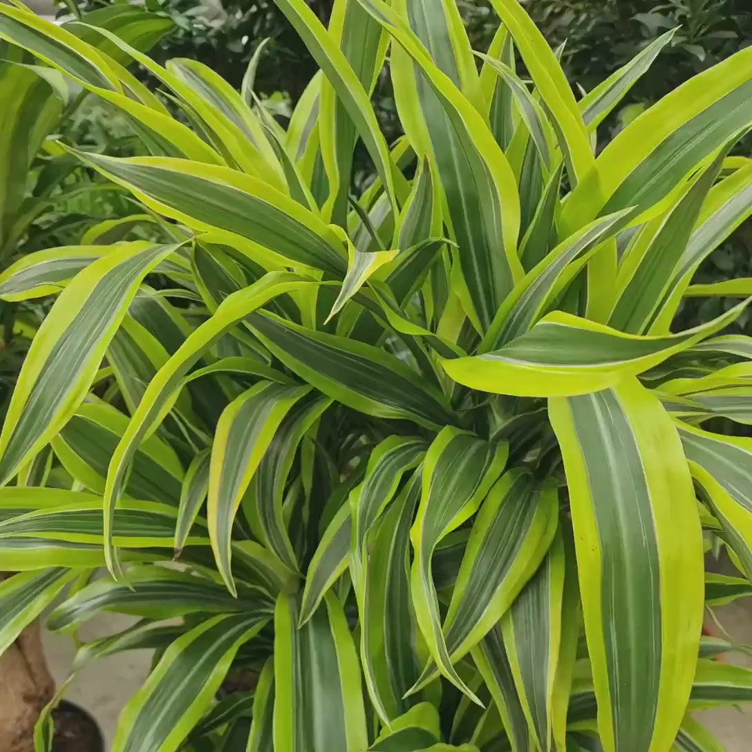 Trunchiul Fericirii (Dracena) Lemon Lime, 150 cm, 3 Tulpini, planta de apartament decorativa cu frunze verzi galbene