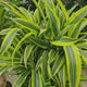 Trunchiul Fericirii (Dracena) Lemon Lime, 150 cm, 3 Tulpini, planta de apartament decorativa cu frunze verzi galbene