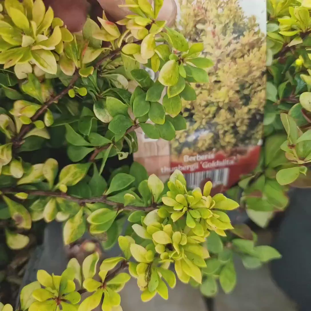 Dracila Berberis Japoneza Goldalita, arbust ornamental, frunze galbene-aurii, gradina sau ghiveci