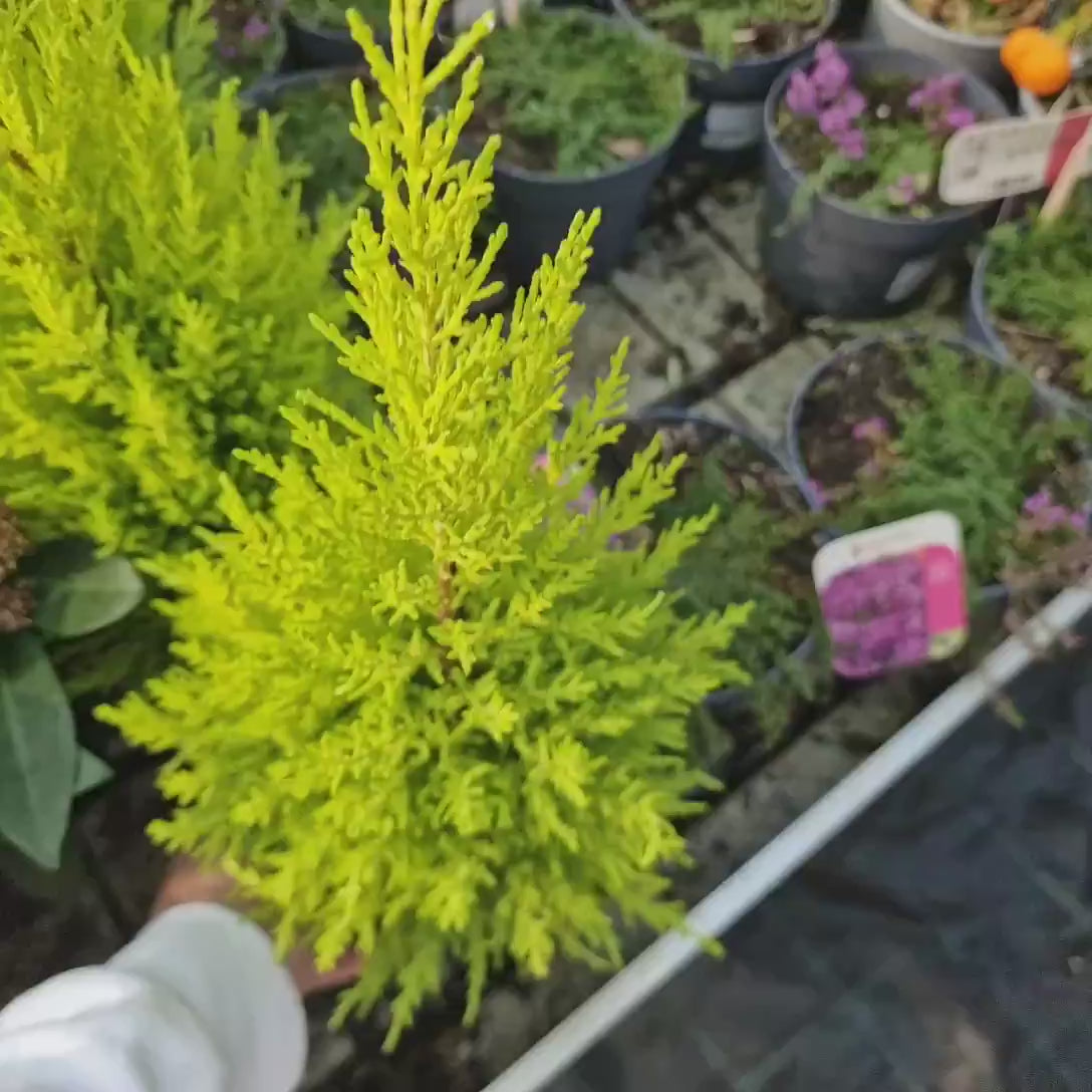 Chiparos de Lamaie Goldcrest Wilma, conifer decorativ auriu, forma piramidala, crestere compacta, rezistenta la taiere si parfum placut de lamaie