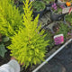 Chiparos de Lamaie Goldcrest Wilma, conifer decorativ auriu, forma piramidala, crestere compacta, rezistenta la taiere si parfum placut de lamaie