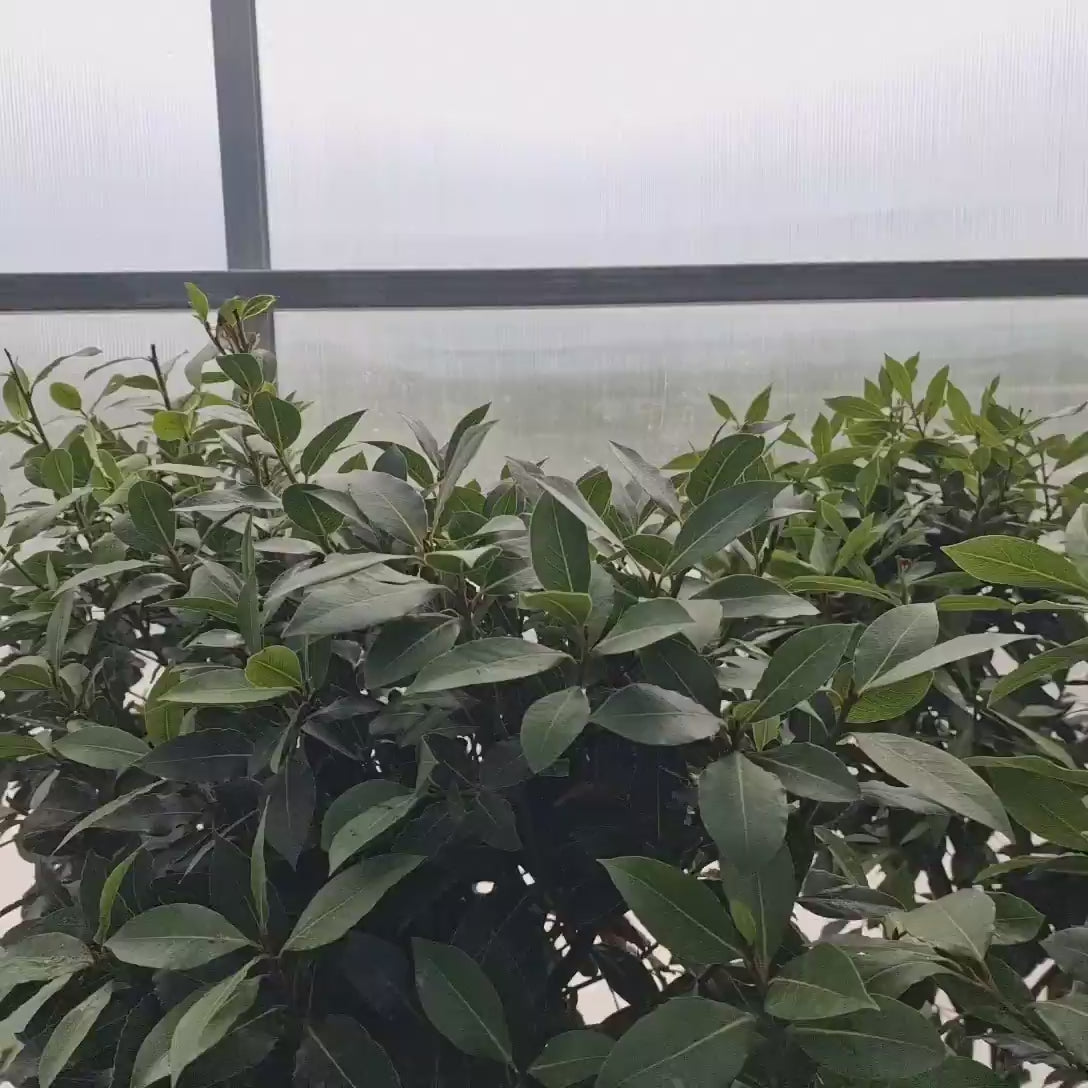 Dafin Ornamental, Laurus nobilis, copacel de dafin cu coroana sferica, frunze aromate si decor elegant