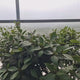 Dafin Ornamental, Laurus nobilis, copacel de dafin cu coroana sferica, frunze aromate si decor elegant