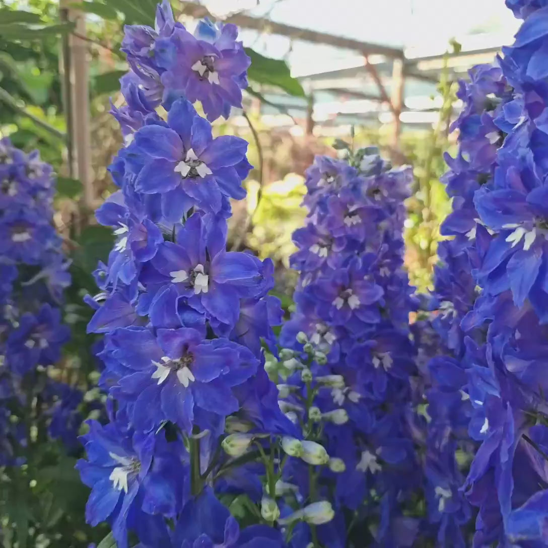 Nemtisor (Delphinium) Delgenius Kingsley, tije verticale cu flori duble violet-albastru, inflorire abundenta, rezistenta sporita, compacta