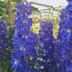 Nemtisor (Delphinium) Delgenius Kingsley, tije verticale cu flori duble violet-albastru, inflorire abundenta, rezistenta sporita, compacta