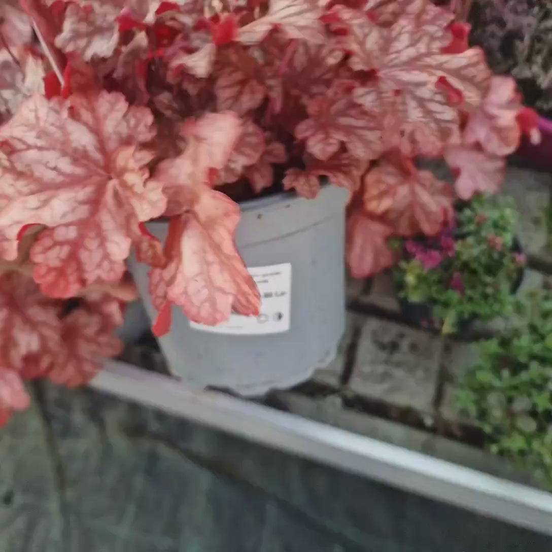 Clopotel purpuriu maro-caramel (Heuchera) Frosted Flame, frunze rosu-purpurii, semiumbra sau umbra