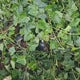 Iedera Scotiana Hedera Hibernica, cataratoare, vesnic verde, crestere rapida, forte rezistenta, semi-umbra sau umbra