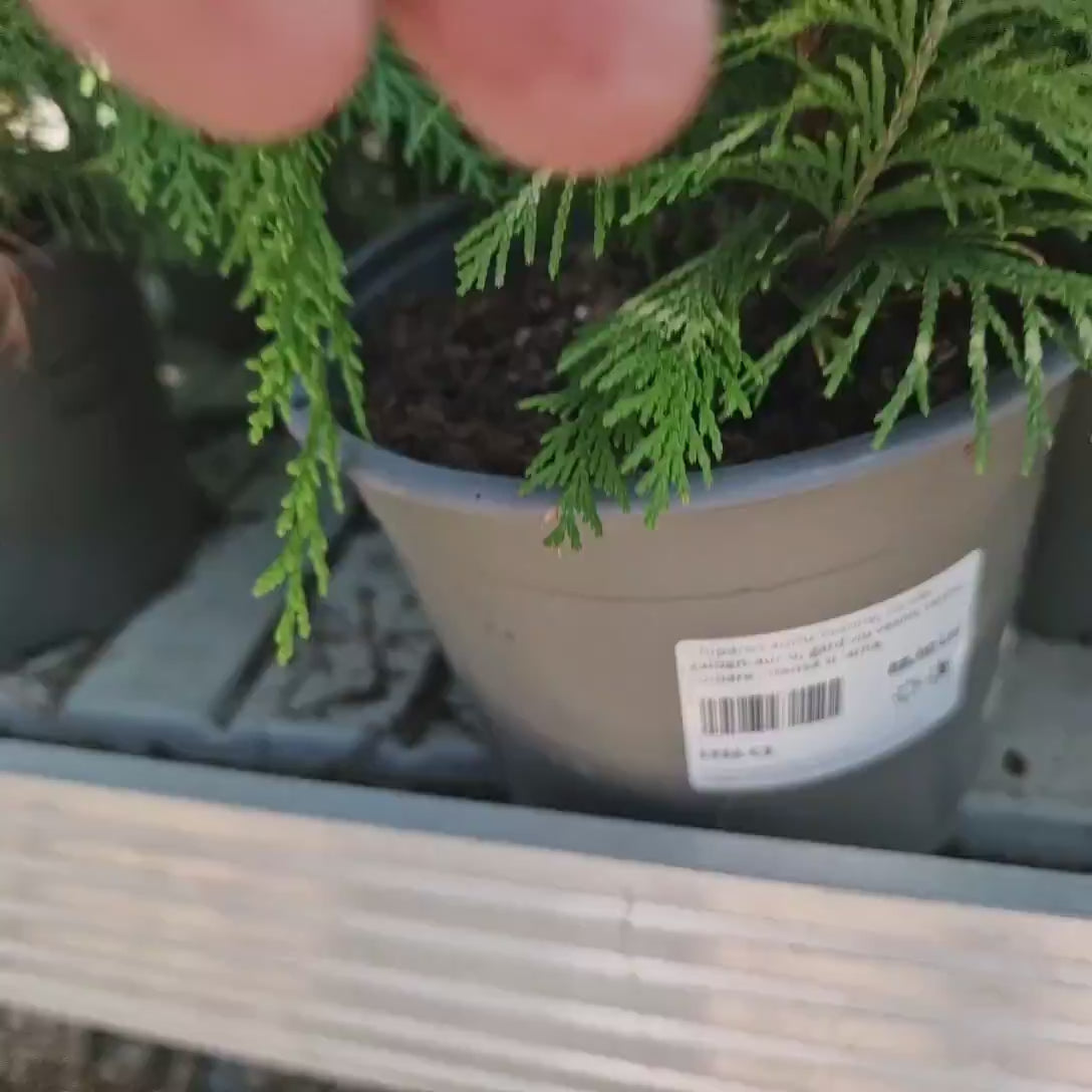 Chiparos auriu Yvonne, conifer galben-auriu, gard viu vesnic verde, culoare intensa si iarna