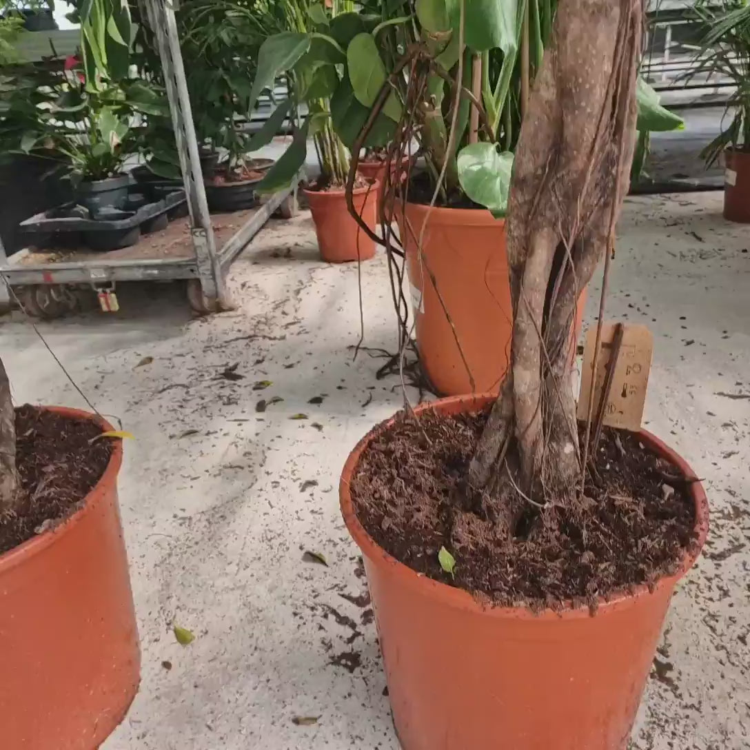 Ficus Nitida cu Tulpina Impletita, 140 cm, planta de interior cu coroana bogata si frunze verzi lucioase