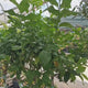 Portocal Rosu Sanguinello (Citrus sinensis), cu fructe dulci portocalii-rosii, an 2 pe rod