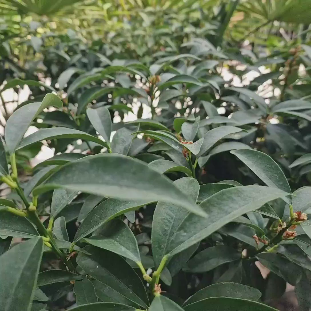 Portocal Kumquat (Citrus Sinensis), cu fructe comestibile integral, gust dulce la interior si acrisor la exterior, livrat cu fructe coapte