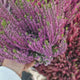 Calluna (Iarba Neagra) Franca, cu flori rosii-roz, vesnic verde, rezistenta la frig, de ghiveci sau gradina