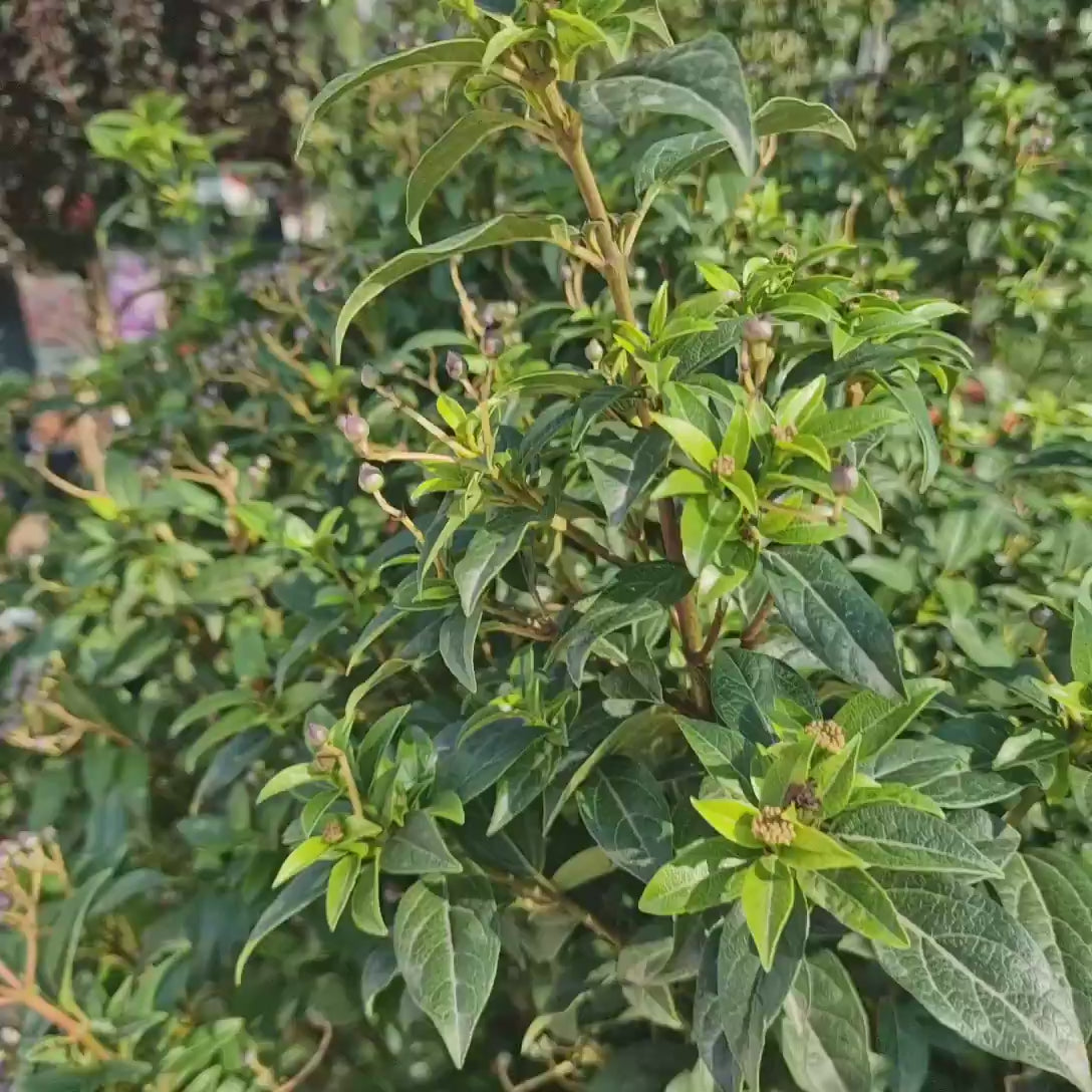 Bulgare de Zapada Tinus (Calinul), cu flori roz-albe si parfum placut, planta vesnic verde