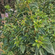 Bulgare de Zapada Tinus (Calinul), cu flori roz-albe si parfum placut, planta vesnic verde