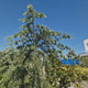Cedru Pitic de Himalaya Feelin' Blue (Cedrus Deodara), conifer pitic cu ace albastre-verzui, vesnic verde, dens si elegant