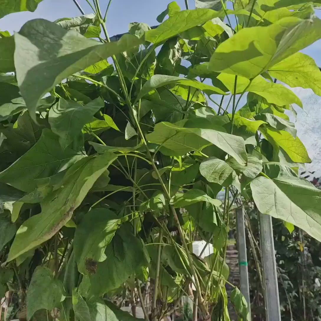 Catalpa Nana Globulara (Arbore Trompeta), copac decorativ, coroana densa, ideal pentru gradini si alei
