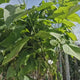 Catalpa Nana Globulara (Arbore Trompeta), copac decorativ, coroana densa, ideal pentru gradini si alei