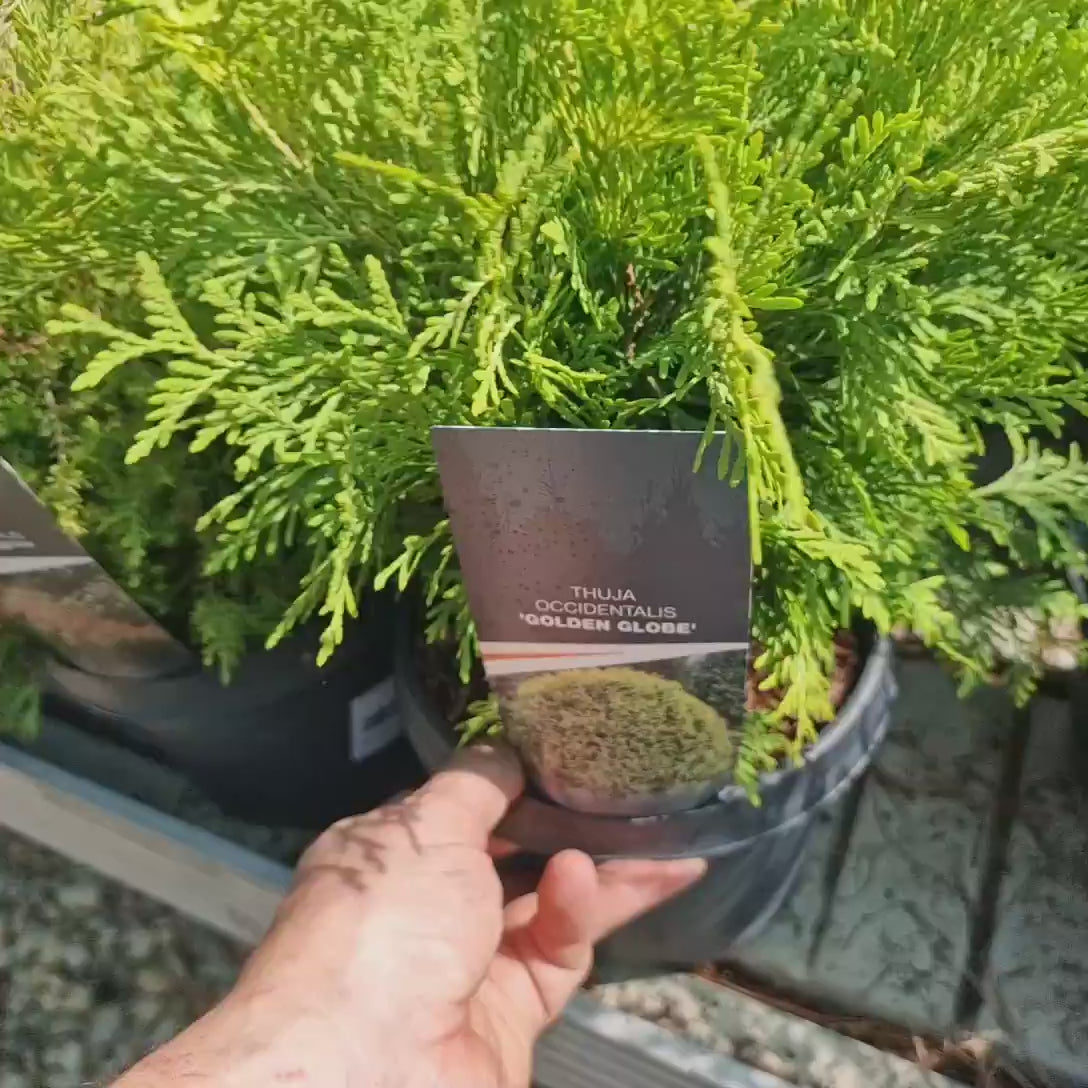 Tuia globulara aurie Golden Globe, conifer decorativ vesnic verde pentru gradina, ideal pentru incepatori
