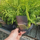 Tuia globulara aurie Golden Globe, conifer decorativ vesnic verde pentru gradina, ideal pentru incepatori