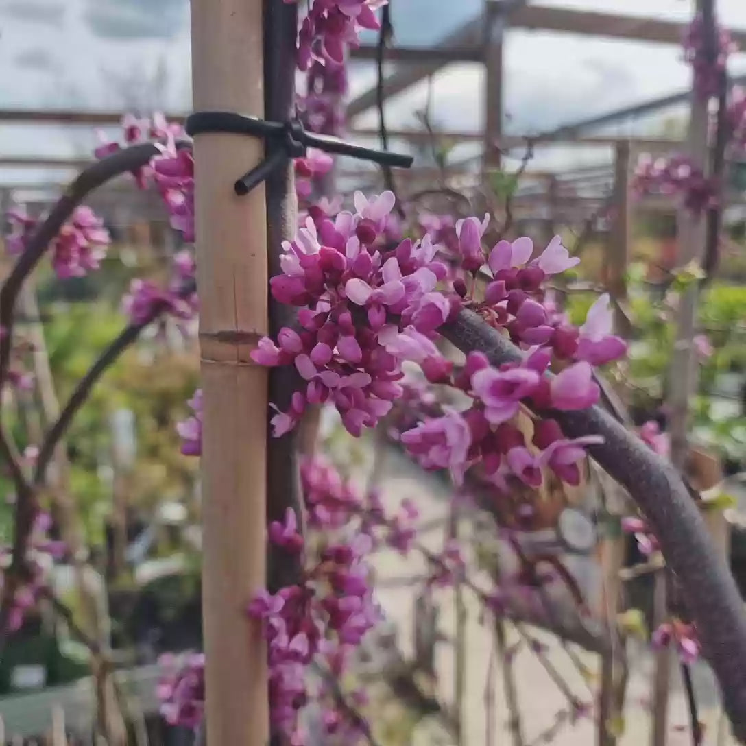 Arborele lui Iuda Plangator Lavender Twist, cu flori roz-mov si direct pe tulpina si ramuri, crengi arcuite pletosi, pentru gradini mici