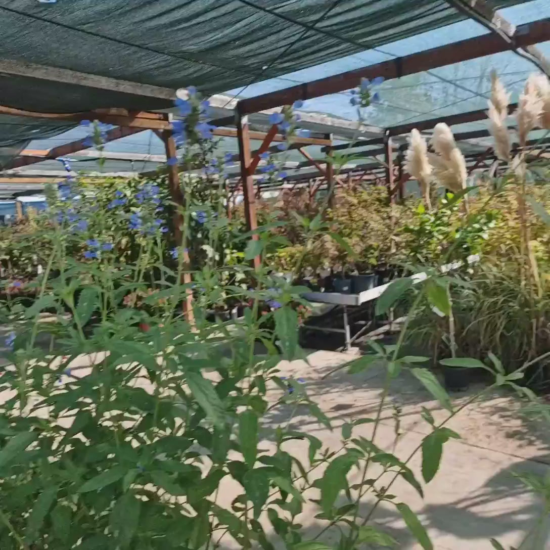Salvie de Balta Uliginosa, planta perena decorativa, flori albastre-deschis, frunze aromatice