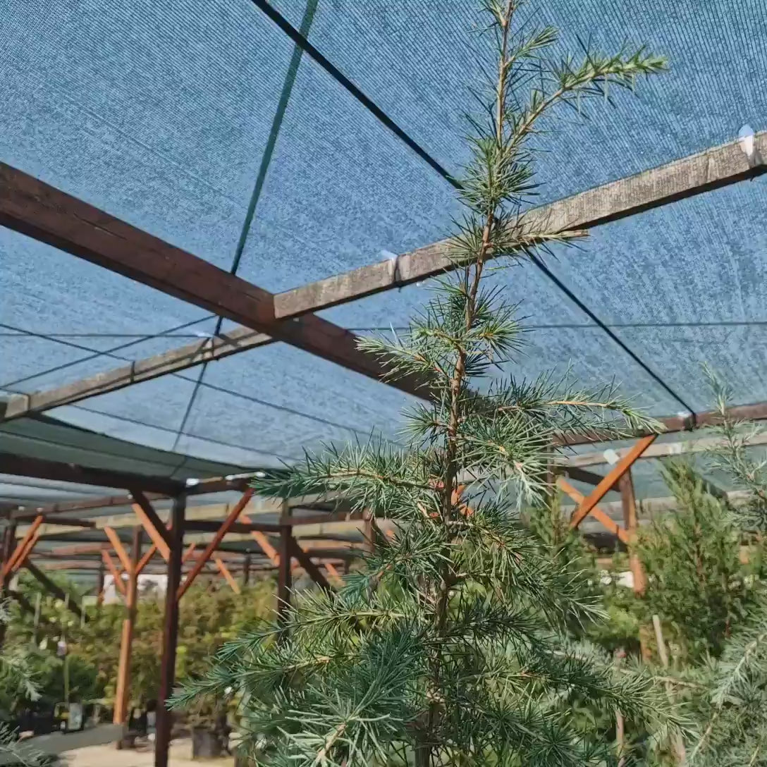Cedru de Himalaya Albastru (Cedrus Deodara), conifer ornamental cu ace verde-albastrui moi si arcuite, vesnic verde, crestere rapida