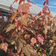 Artar Rosu Rubrum 'Summer Red', cu frunzis rosu de primavara si toamna, crestere rapida, coroana eleganta