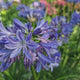 Crin African (Agapanthus) Azzurro, flori albastre, inflorire continua, planta perena rezistenta