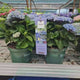 Hortensie macrophylla Magical Evolution blue, flori albastre spectaculoase cu nuante schimbatoare