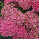 Hortensie macrophylla – roz