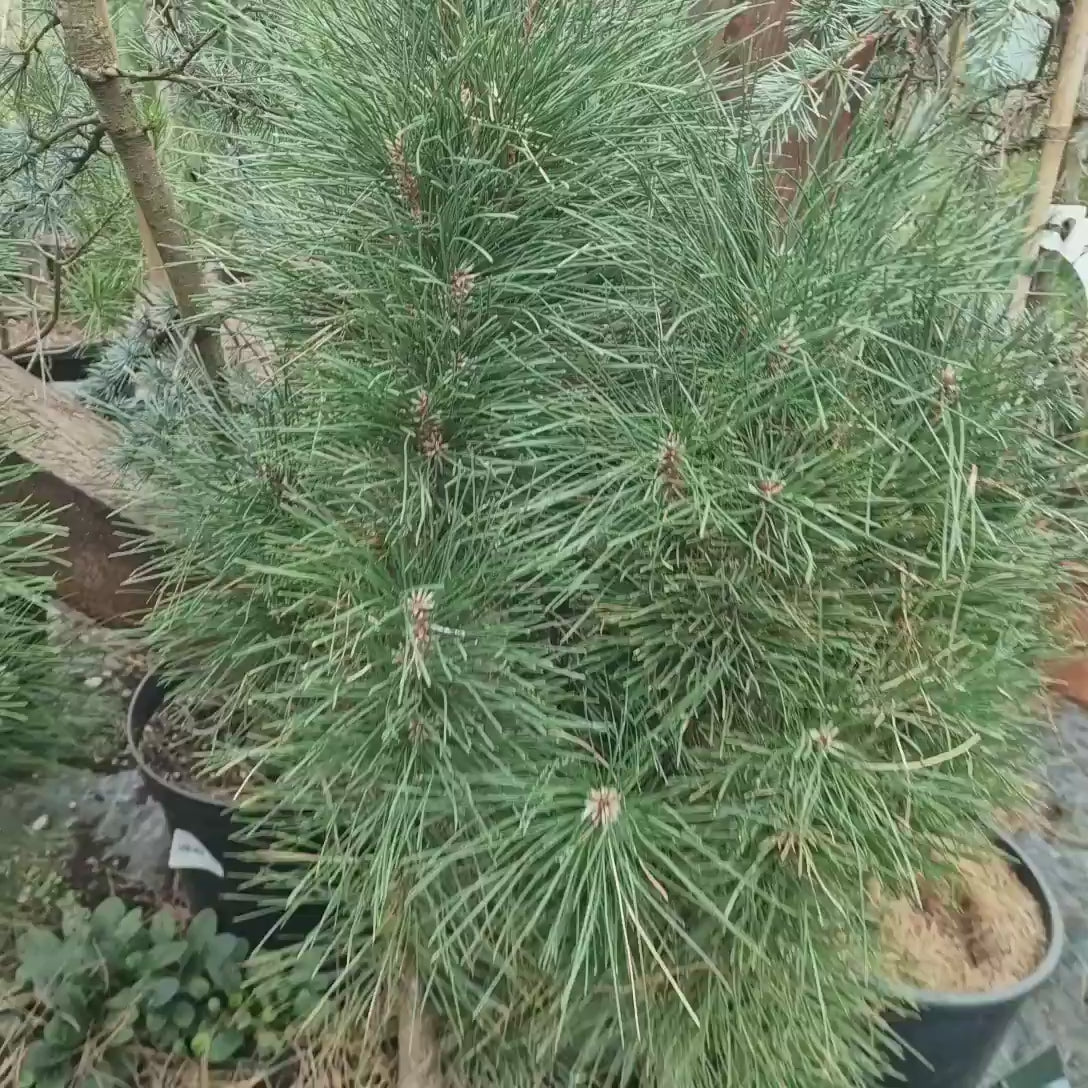 Pin Colulumnar Negru Green Tower, ace verzi-intens, pentru gradini mici si spatii inguste