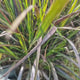 Iarba rosie Chinezeasca Pennisetum Fireworks, frunzis rosu-purpuriucu dungi crem, spice decorative, roz-purpurii, crestere rapida