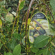Salcie Scotiana plangatoare Kilmarnock, copacel ornamental plangator, flori parfumate, rezistent