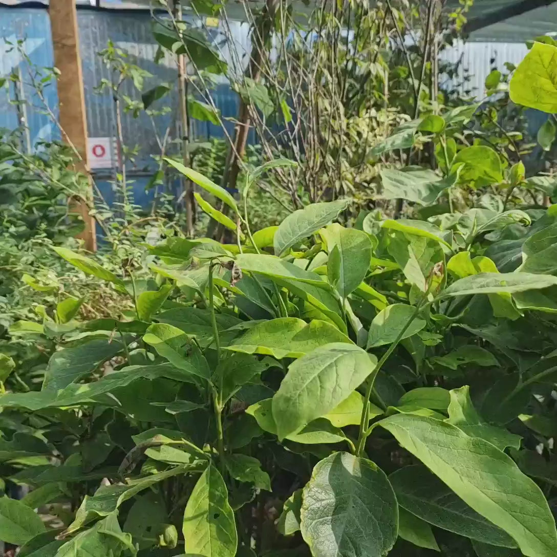 Magnolie Soulangeana, tip copac, flori mari roz alb, arbore clasic ornamental
