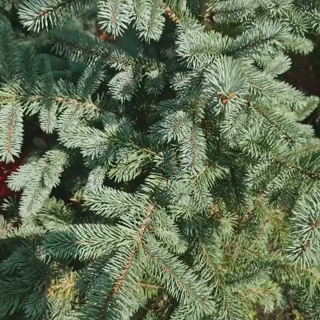 Molid Argintiu albastru (Picea Glauca) Super Blue, ace albastru-argintii, brad de craciun