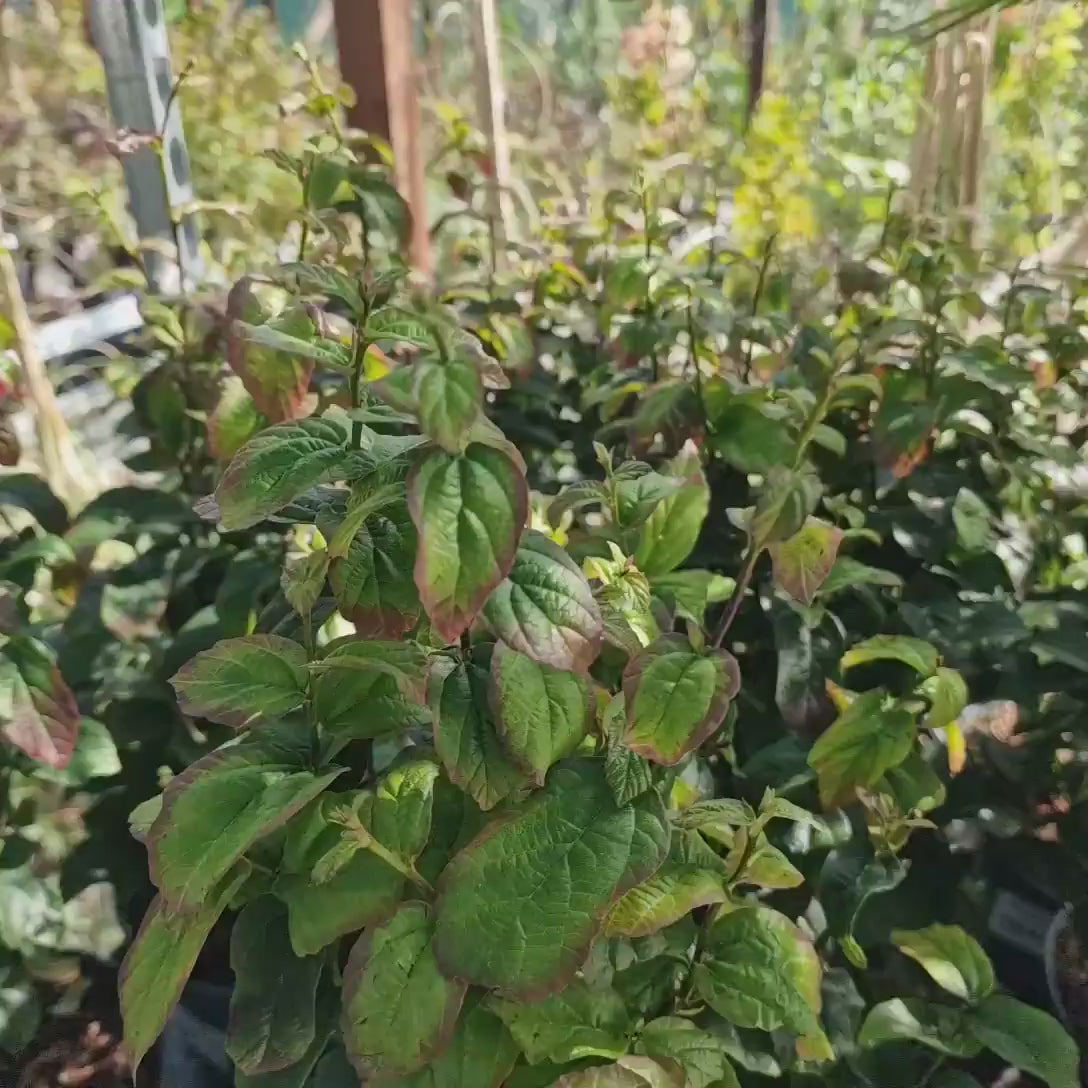 Arbore de Fier (Parrotia Persica), copac ornamental cu frunzis spectaculos toamna, scoarta decorativa