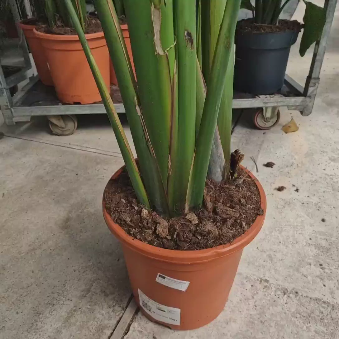 Strelitzia Nicolai, Pasarea alba a paradisului, 230-250 cm, planta exotica foarte bogata, cu frunze tropicale uriase, pentru interior
