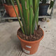 Strelitzia Nicolai, Pasarea alba a paradisului, 230-250 cm, planta exotica foarte bogata, cu frunze tropicale uriase, pentru interior