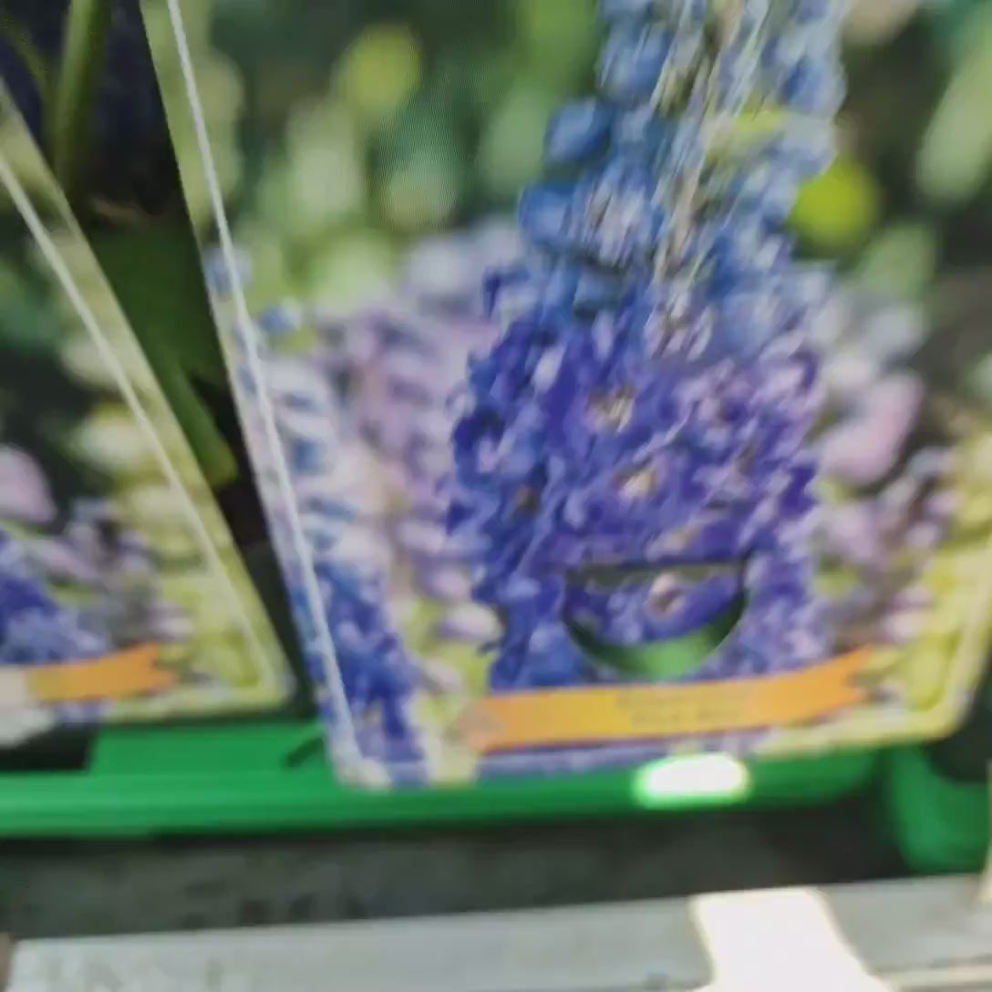 Nemtisor (Delphinium) Blue Bird, planta perena pe tije inalte, cu flori albastre delicate si elegante