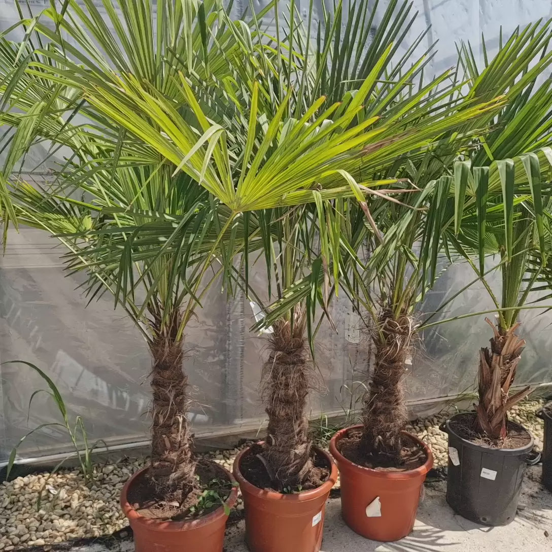 Palmier Morisca Trachycarpus Fortunei, rezistent la ger, frunzis exotic, crestere moderata, tulpina 50-60 cm, inaltime 190-200 cm