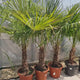 Palmier Morisca Trachycarpus Fortunei, rezistent la ger, frunzis exotic, crestere moderata, tulpina 50-60 cm, inaltime 190-200 cm